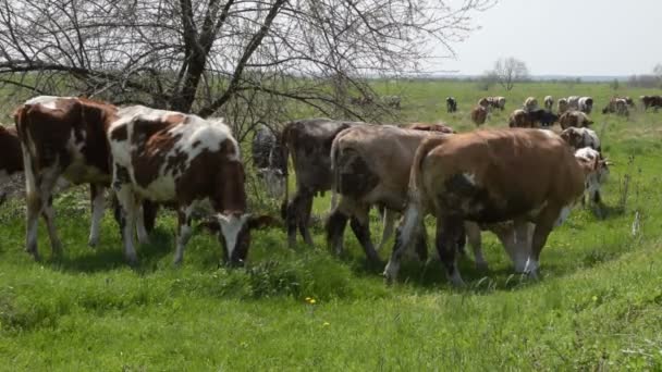 Αγέλη αγελάδων που βόσκουν σε ένα καταπράσινο λιβάδι - Πλάνα, βίντεο