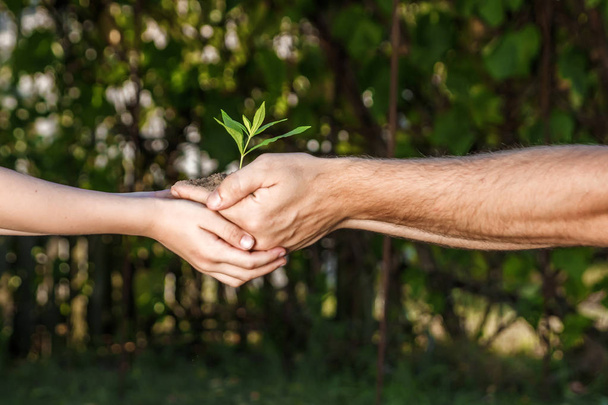 Руки чоловіка і дитини, що тримає молоду рослину на зеленому природному тлі навесні. концепція екології
 - Фото, зображення
