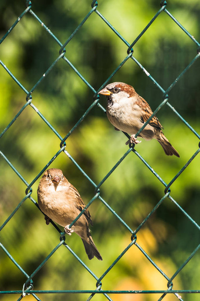 Sparrow macho e fêmea sentado em uma cerca de malha. Fundo desfocado
. - Foto, Imagem