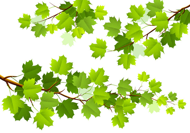 Green maple leaves - Вектор,изображение