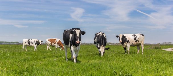 Panorama červený Holstein hnědé a černé a bílé krávy - Fotografie, Obrázek