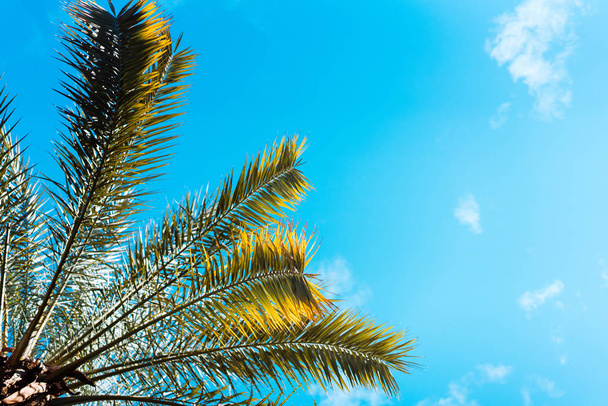 photo foliage of tropical palm trees. - Zdjęcie, obraz