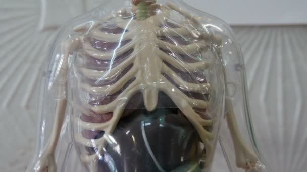 Modelo de juguete de la estructura anatómica del cuerpo humano. Maqueta artificial de una mujer embarazada con un feto en el vientre
 - Imágenes, Vídeo