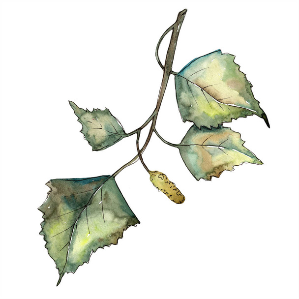 Πράσινο φθινόπωρο φύλλα σημύδας. Φύλλο φυτού Βοτανικός Κήπος floral φύλλωμα. Απομονωμένη εικονογράφηση στοιχείο. Φύλλα ακουαρέλας για φόντο, υφή, μοτίβο περιτύλιγμα, πλαίσιο ή στα σύνορα. - Φωτογραφία, εικόνα