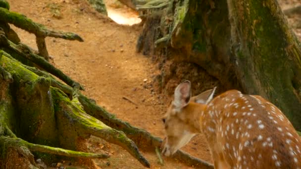 Přírodní scéna. Mladá ladem Vidloroh, volně žijící savec zvíře v lese-okolí. Skvrnitý, Chitals, Cheetal, osa - Záběry, video