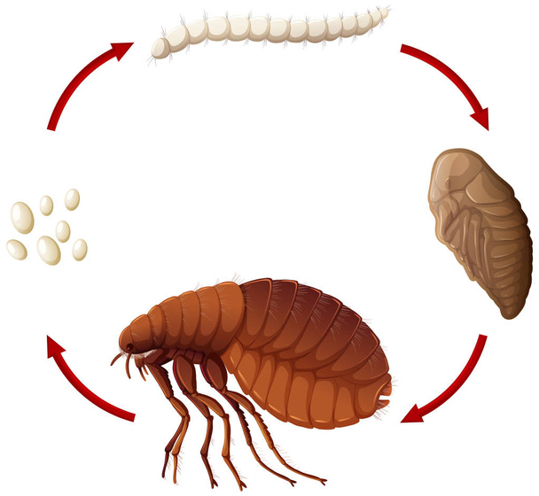 Ciclo de vida de uma ilustração de pulgas
 - Vetor, Imagem