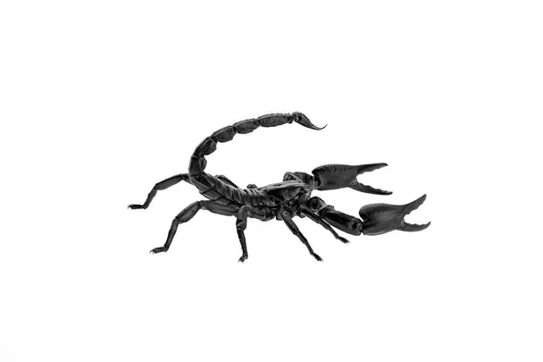 Heterometrus laoticus lub scorpion izolować na białym tle. - Zdjęcie, obraz