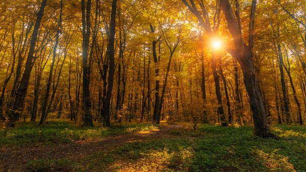 Sun beams through thick  trees branches in dense yellow autumn forest - Φωτογραφία, εικόνα