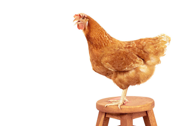 czerwone pióro kurczaka stojący na drodze drewniane biurko wyizolować białe tło - Zdjęcie, obraz