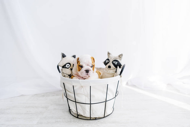 Puppy in a basket with soft toys. English bulldog six weeks old. - Foto, imagen