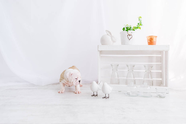 De pup krijgt kennis met speelgoed birdies. Puppy van Engels bulldog, zittend op de houten vloer binnenshuis - Foto, afbeelding
