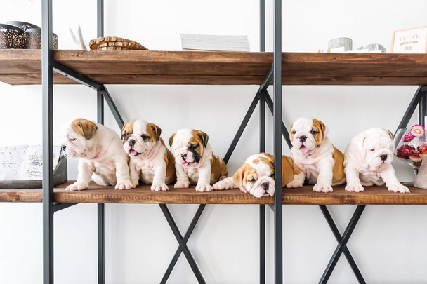 Seis hermosos cachorros del bulldog inglés están en el estante de madera en el interior. Retrato horizontal
 - Foto, imagen