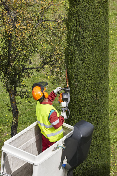 Travailleur équipé taille un arbre sur une grue. Travaux de jardinage
 - Photo, image