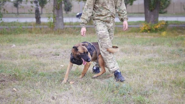 Adam bir numara bacaklarının arasında yürüyüş ile gerçekleştirmek için köpeğini eğitiyor. Park. - Fotoğraf, Görsel