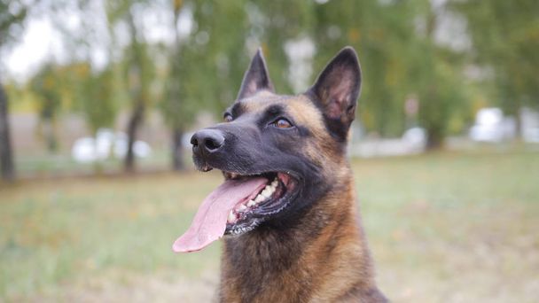 Feliz pastor alemán entrenado perro retrato disparo
 - Foto, imagen