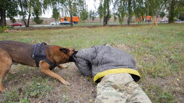 Perro pastor alemán entrenado se aferra a su brazo entrenador
 - Foto, imagen