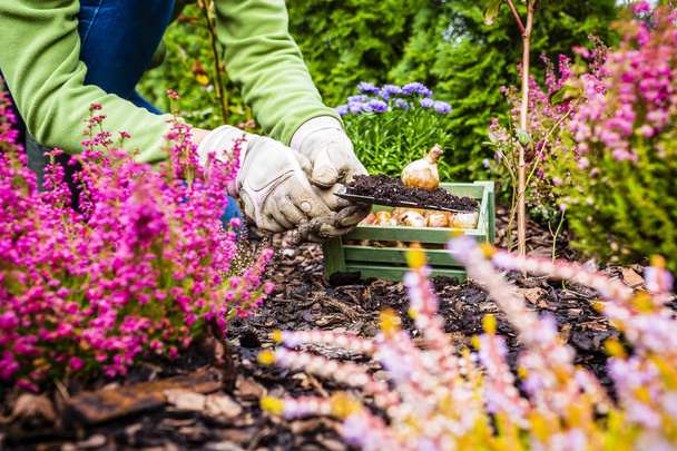Automne plantation de bulbes de fleurs dans le jardin
.  - Photo, image