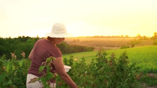 An elderly woman in white trousers, a brown T-shirt and a white hat rips raspberry berries from a bush and puts them in a white bowl, the harvest picker ripping off ripe berries on a sunset background - 映像、動画