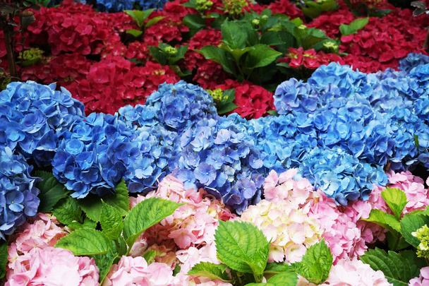 Hortensia λουλούδι υφή με πολύ ωραίο χρώμα φόντου - Φωτογραφία, εικόνα