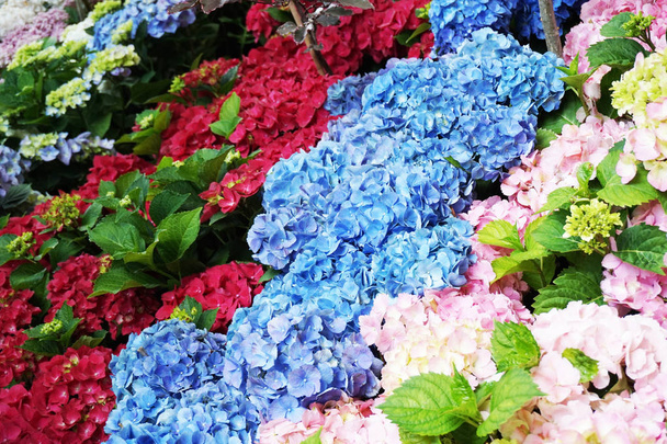 Hortensia květinová textury jako velmi pěkné barvy pozadí - Fotografie, Obrázek