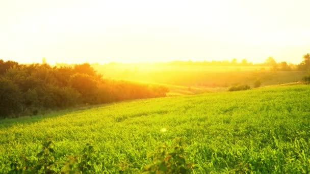 Dawn over the green field, the rays of the summer sun break through from the horizon, hilly steppe at sunset - Footage, Video