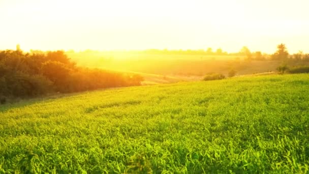 Sonnenaufgang über dem grünen Feld, die Strahlen der Sommersonne brechen aus dem Horizont, hügelige Steppe bei Sonnenuntergang - Filmmaterial, Video