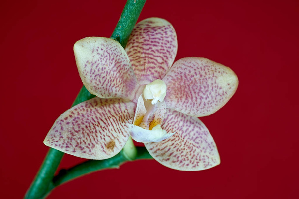 Квітуча орхідея з червоним тлом
                                 - Фото, зображення