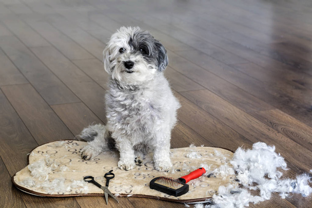 Dog animal Grooming at Home - Foto, immagini