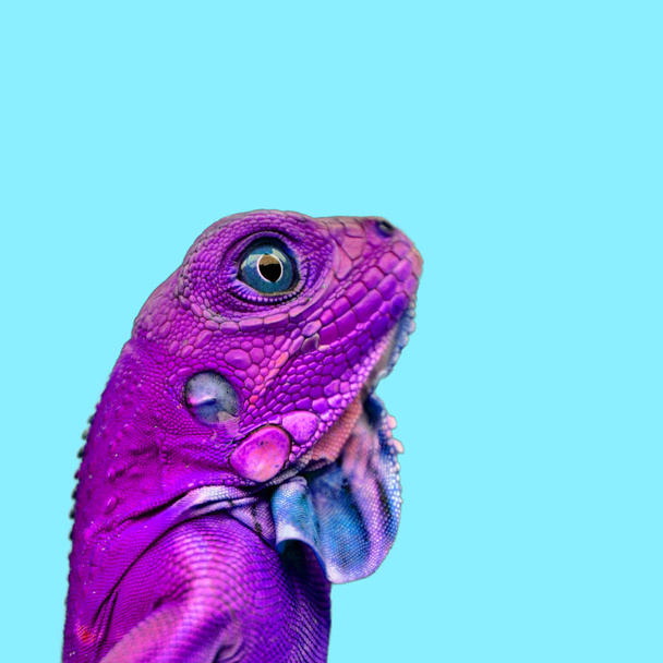 Collage d'art contemporain. Lézard violet sur fond bleu
. - Photo, image
