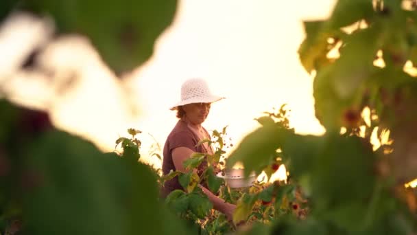 Uma mulher idosa de calças brancas, uma camiseta marrom e um chapéu branco rasga bagas de framboesa de um arbusto e as coloca em uma tigela branca, o colhedor arrancando bagas maduras em um fundo de pôr do sol
 - Filmagem, Vídeo