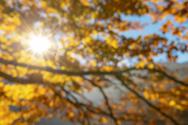 Yellow and orange leaves on tree branches and bright sun rays piercing through, out of focus image, perfect as a colorful autumn background. - Photo, Image