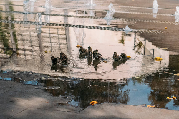 面白いすずめ鳥風呂と都市噴水の水しぶきのグループ - 写真・画像