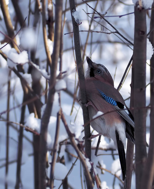 Jay no ramo cheio de neve
 - Foto, Imagem