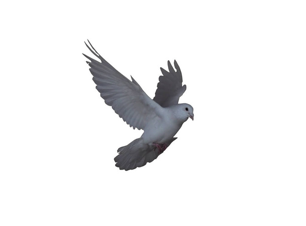 White dove in the flight isolated at white side view flying to the right - Photo, Image