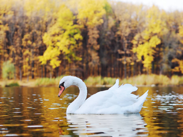 Cigno bianco che suda al bellissimo lago
  - Foto, immagini