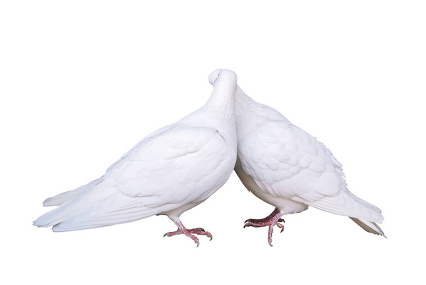 pombos brancos no amor beijando pombas casal isolado a branco
 - Foto, Imagem