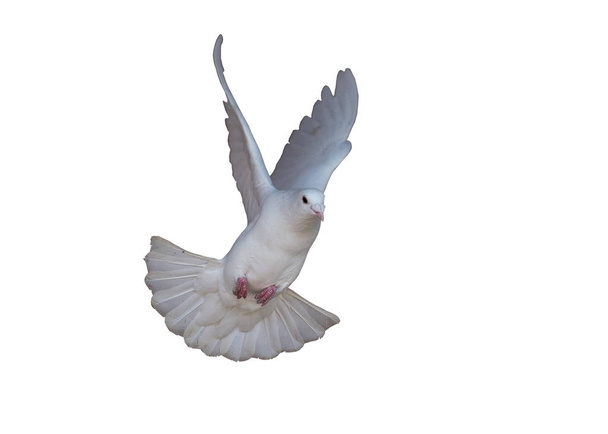Белый голубь летит изолированным в белом
 - Фото, изображение