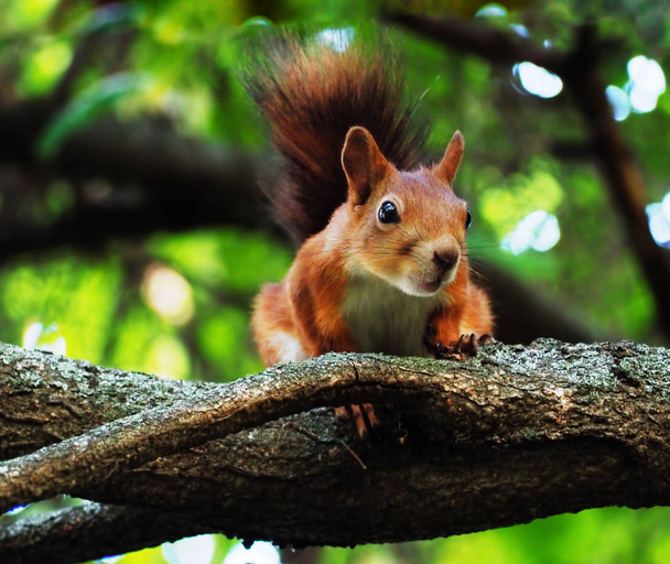 Wiewiórka ładny siedzi na drzewie i patrząc na kamery śmieszne - Zdjęcie, obraz