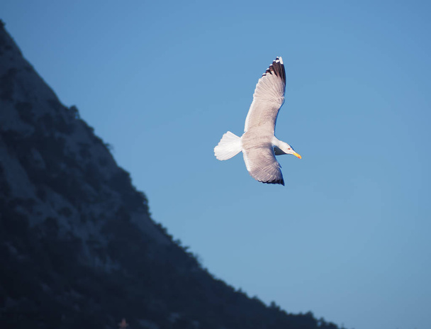 Seagul flying over the sea near the mountains - Foto, imagen