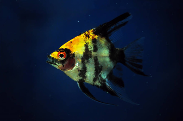ダークブルーの水で魚エンゼルフィッシュはクローズ アップ - 写真・画像