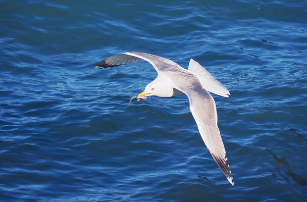Seagul voando sobre o mar perto das montanhas
 - Foto, Imagem