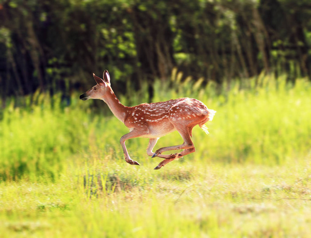 Deer at the grass at the meadow cute - Foto, Imagem