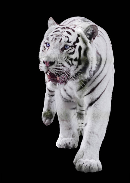 Λευκό μεγάλη τίγρη Panthera tigris bengalensis περπάτημα απομονωμένη στο μαύρο - Φωτογραφία, εικόνα