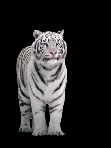 Tigre blanco Panthera tigris bengalensis de pie aislado sobre negro
 - Foto, Imagen