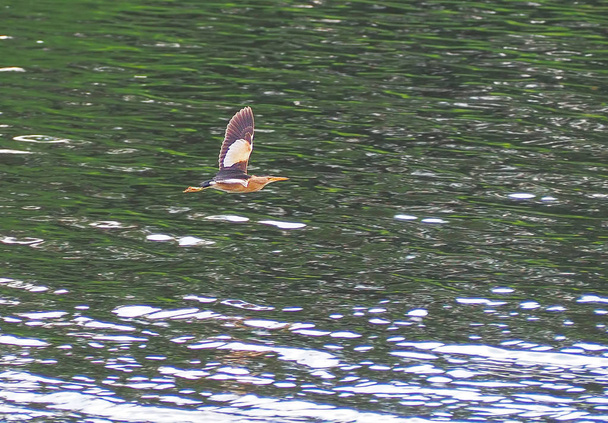 Uccello Ixobrychus minutus che sorvola il lago
 - Foto, immagini