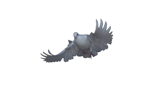 Белый голубь в полете изолирован в белом полете на камеру вид спереди
 - Фото, изображение