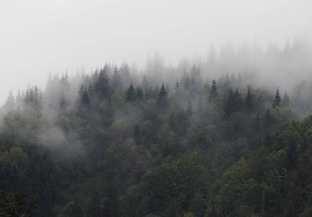 Kárpát hegyei köd és a pára, a fenyves erdő  - Fotó, kép
