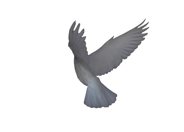 Witte duif in de vlucht geïsoleerd op witte zijaanzicht - Foto, afbeelding