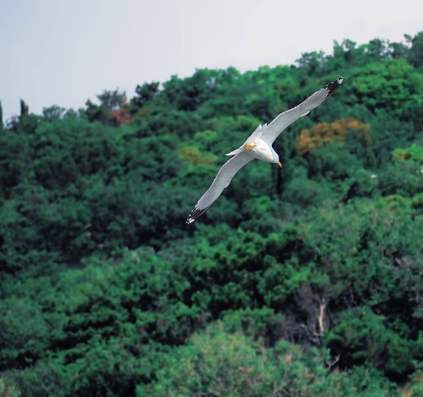 Seagul flying over the sea near the mountains - Foto, immagini