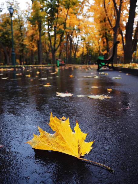 Maple leaf bright and colorful - Фото, зображення